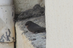 Ptyonoprogne concolor