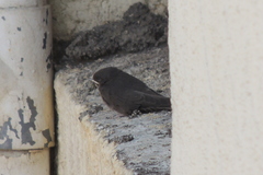 Ptyonoprogne concolor