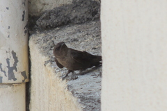 Ptyonoprogne concolor