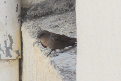 Ptyonoprogne concolor