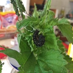 Vanessa atalanta atalanta