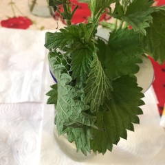 Vanessa atalanta atalanta