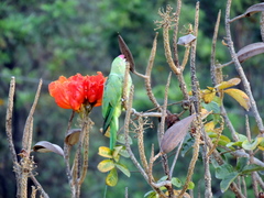 Psittacula krameri