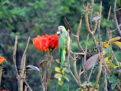 Psittacula krameri