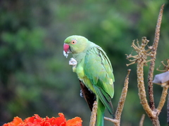 Psittacula krameri