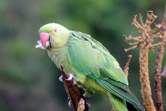 Psittacula krameri