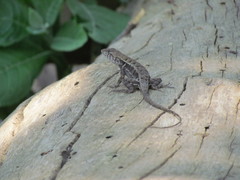 Sceloporus utiformis