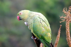 Psittacula krameri