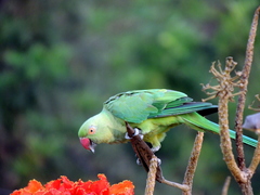 Psittacula krameri