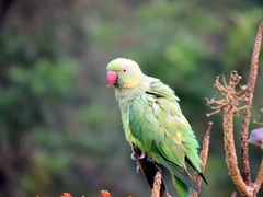 Psittacula krameri