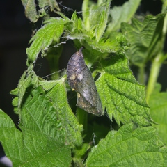 Vanessa atalanta atalanta