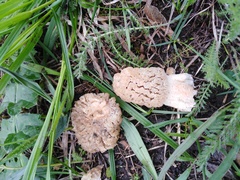 Morchella steppicola