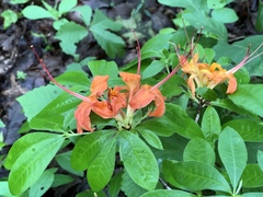 Rhododendron calendulaceum