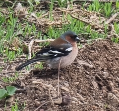 Fringilla coelebs