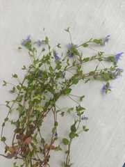 Veronica ceratocarpa
