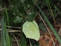 Gonepteryx cleopatra