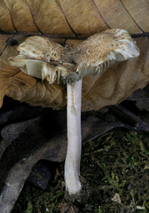 Inocybe nucleata