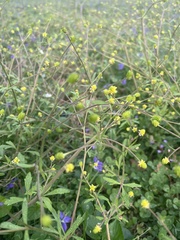 Ranunculus micranthus