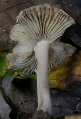 Inocybe nucleata