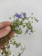 Veronica ceratocarpa