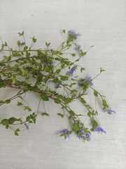 Veronica ceratocarpa