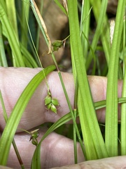 Carex austrocaroliniana