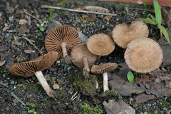 Inocybe cincinnata