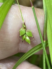 Carex austrocaroliniana