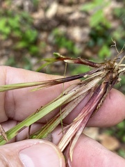 Carex austrocaroliniana