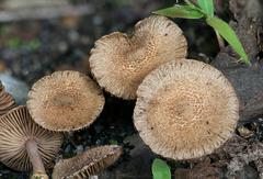 Inocybe cincinnata