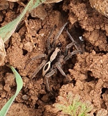 Alopecosa albofasciata