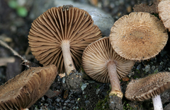 Inocybe cincinnata