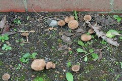Inocybe cincinnata