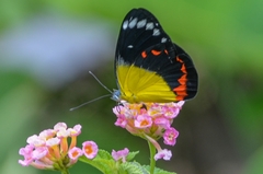 Delias timorensis