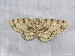 Ophthalmitis