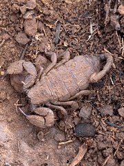 Opisthacanthus validus