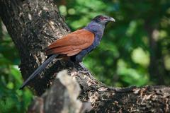 Centropus sinensis intermedius