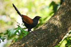 Centropus sinensis intermedius