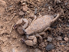 Opisthacanthus validus