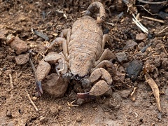 Opisthacanthus validus