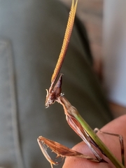 Hemiempusa capensis