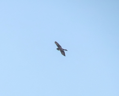 Accipiter gularis