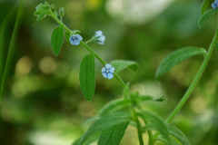 Bothriospermum secundum