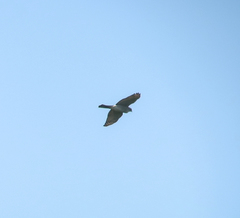 Accipiter gularis