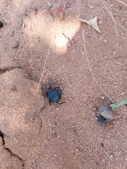 Gonopus