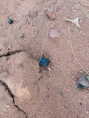 Gonopus