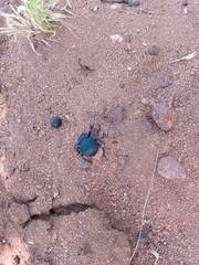 Gonopus