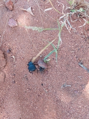 Gonopus