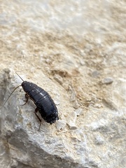 Loboptera canariensis
