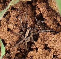 Alopecosa albofasciata